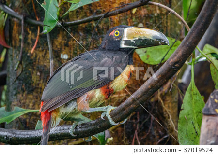 Colorful tucan in the wild Colorful tucan in the wild 37019524