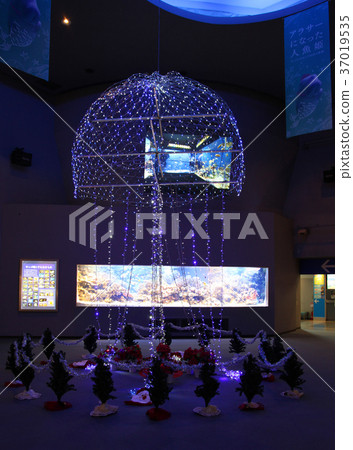 Toba Aquarium Jellyfish Illumination Toba Aquarium Jellyfish Illumination 37019535