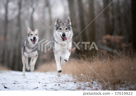 wolves in forrest in winter 37019922
