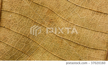 Close up of dry Teak leaves for a background. 37020160