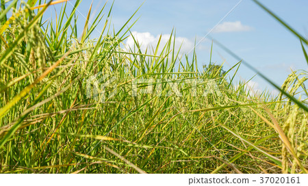 Close up of an ear rice plant in Thailand. 37020161