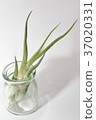 Air plants 37020331