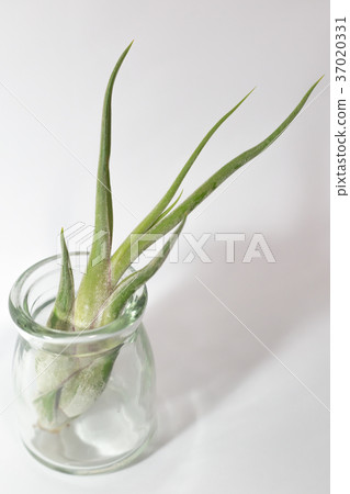 Air plants Air plants 37020331