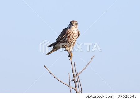 Madame Merlin (Falco columbarius) Madame Merlin (Falco columbarius) 37020543