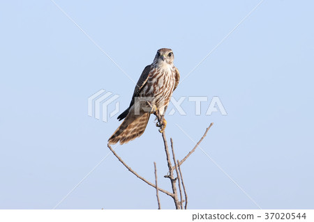 Madame Merlin (Falco columbarius) 2 Madame Merlin (Falco columbarius) 2 37020544