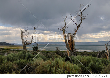 Mono Lake Coast Line Mono Lake Coast Line 37021771