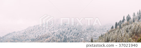 Pines And Spruce, Fir-trees Covered First Snow In 37021940