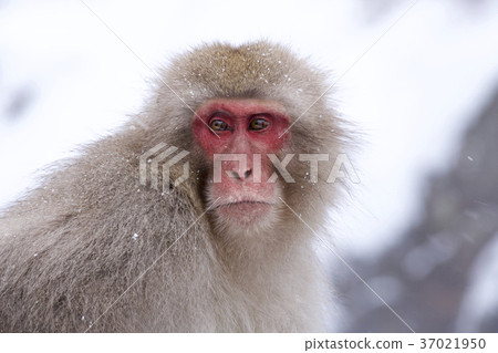 Snow monkeys Jigokudanino monkeys monkeys Snow monkeys Jigokudanino monkeys monkeys 37021950