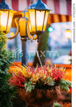 Bush Of Colorful Calluna Plants In Hanging Pots 37022074
