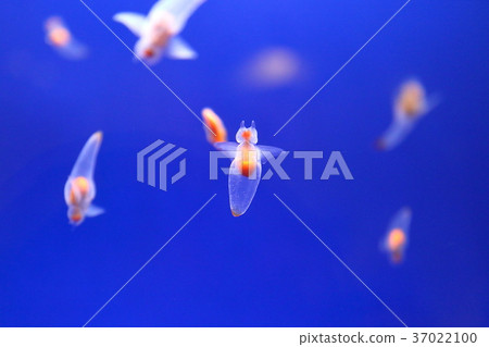 Clione Clione 37022100