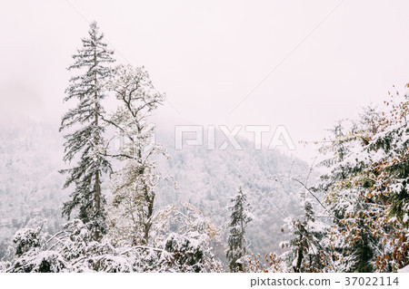 Borjomi Plateau, Caucasus, Eurasia. Pine Growing 37022114