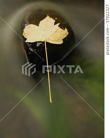 Fallen maple leaf in stream.Cold water and bubbles 37022327