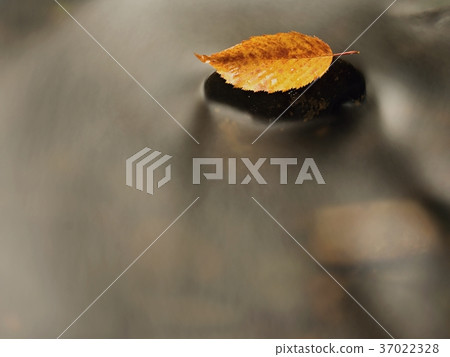 Orange beech leaf on dark slippery stone in water. 37022328