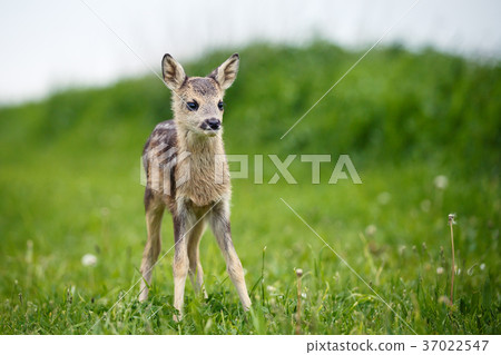 Young wild roe deer in grass 37022547