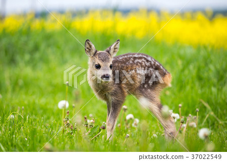 Young wild roe deer in grass 37022549