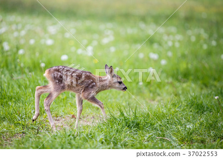 Young wild roe deer in grass 37022553