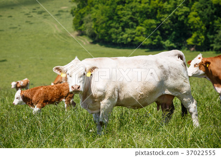 Herd of cows and calves grazing on a green meadow Herd of cows and calves grazing on a green meadow 37022555