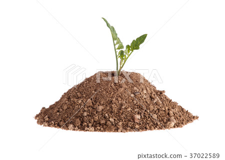Clay with a plant - tomato seedling Clay with a plant - tomato seedling 37022589