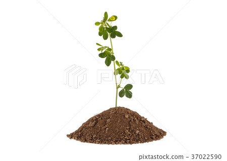 Green plant sprout growing from soil. Green plant sprout growing from soil. 37022590