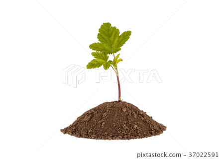 Young currant. Green plant sprout Young currant. Green plant sprout 37022591
