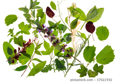 Varied leaves, plants and herbs Varied leaves, plants and herbs 37022592