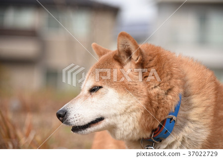 <Shiba Inu> Twilight Yawn <Shiba Inu> Twilight Yawn 37022729