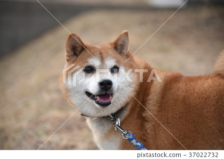 <Shiba Inu> Smile turn around 37022732