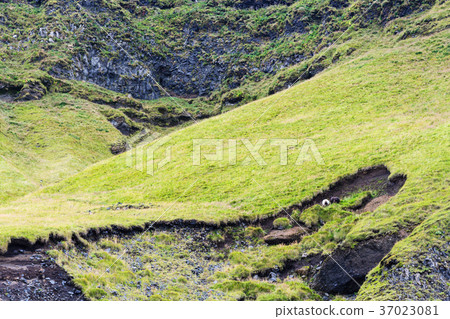 green slopes of Reynisfjall mount in Iceland green slopes of Reynisfjall mount in Iceland 37023081