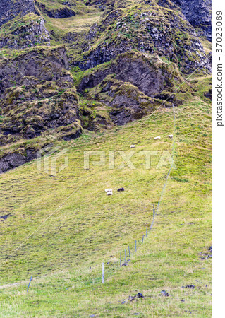icelandic sheep on mountain field in Iceland 37023089