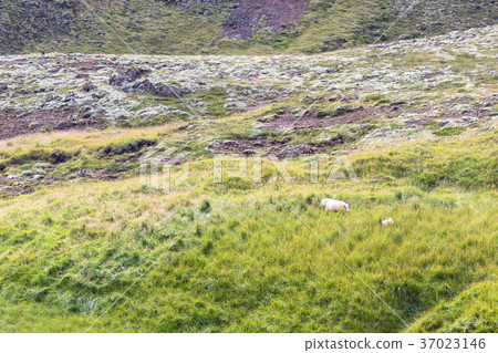 green slope with icelandic sheeps in Iceland 37023146