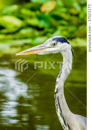 Wild grey heron Wild grey heron 37023173