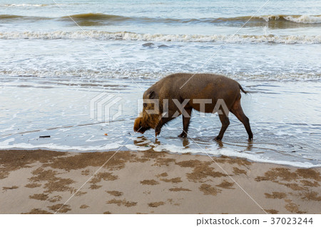 bearded pig walks on the water 37023244