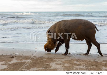 bearded pig walking along the beach. bearded pig walking along the beach. 37023245