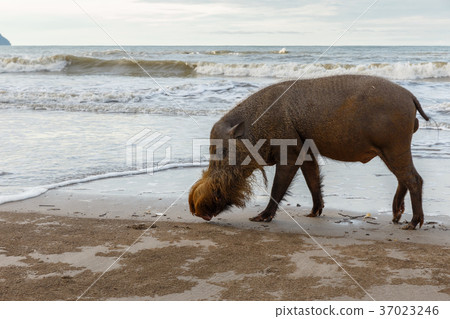 bearded pig walking along the beach 37023246