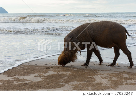 bearded pig walking along the beach 37023247