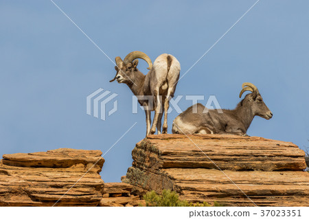 Desert bighorn Sheep Ewe and Ram 37023351
