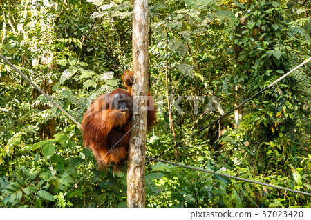 orangutan sitting in a tree. 37023420