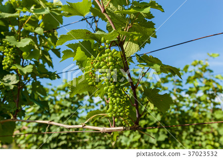 vineyards in Georgia vineyards in Georgia 37023532