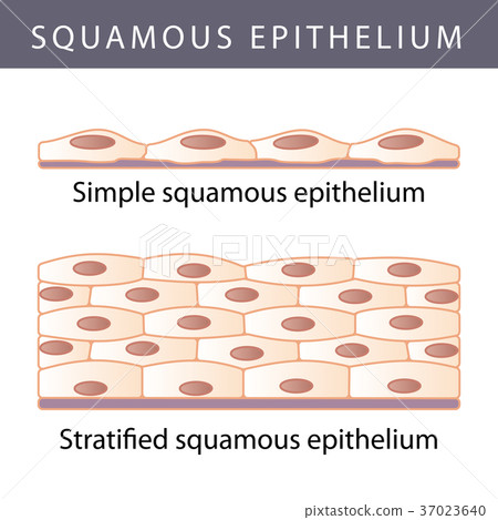 Epithelium 37023640