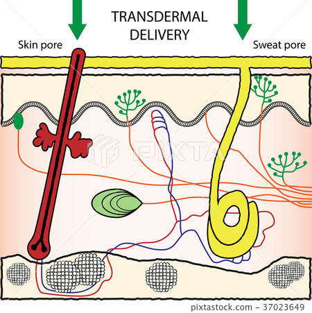 Transdermal drugs delivery system 37023649