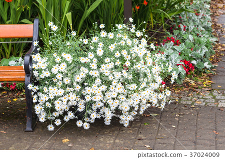 flowers on flowerbed in park in Reykjavik flowers on flowerbed in park in Reykjavik 37024009