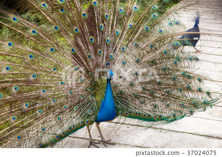 indian blue peafowl 37024075