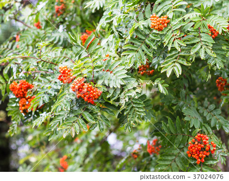branch of Rowan tree in rain in Reykjavik 37024076