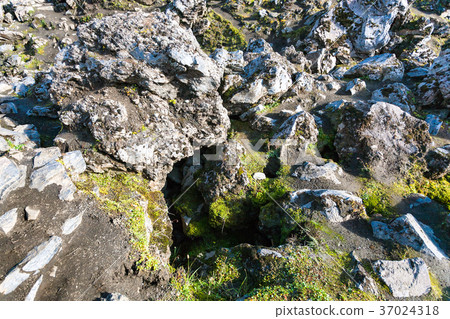 old rocks at Laugahraun lava field in Iceland 37024318