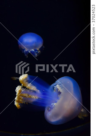 Jellyfish image (Yamagata Prefecture) Jellyfish image (Yamagata Prefecture) 37024523