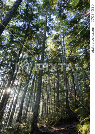Mountain trail in the Silabisso forest 37024559