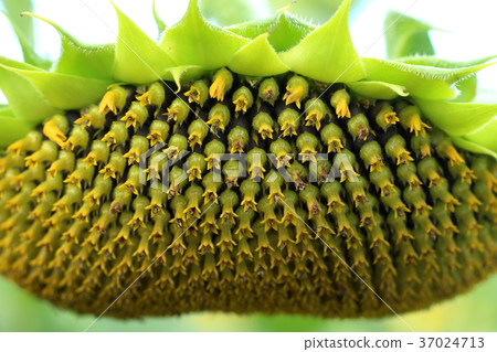 Sunflower flower tubular flower 37024713