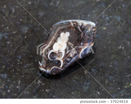 tumbled Turritella Agate gemstone on dark 37024818