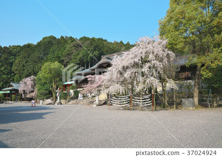Cherry blossoms at Omi Shrine 37024924