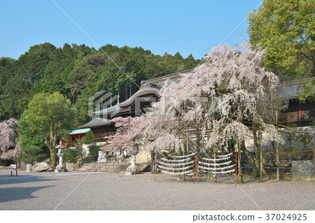 Cherry blossoms at Omi Shrine 37024925